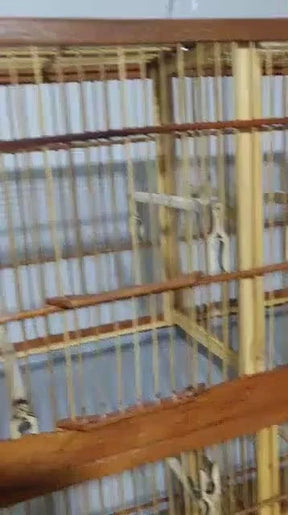VOADOR SIMPLES MALHA FECHADA COM DIVISÓRIA E POLEIROS FERRADURA