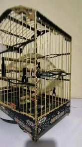 Gaiola De Trinca Ferro/Pixarro 4.5 Fundo Removível!